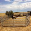 Several cattle are raised in cattle panels