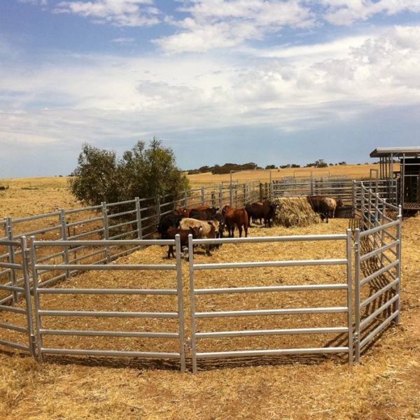 Several cattle are raised in cattle panels