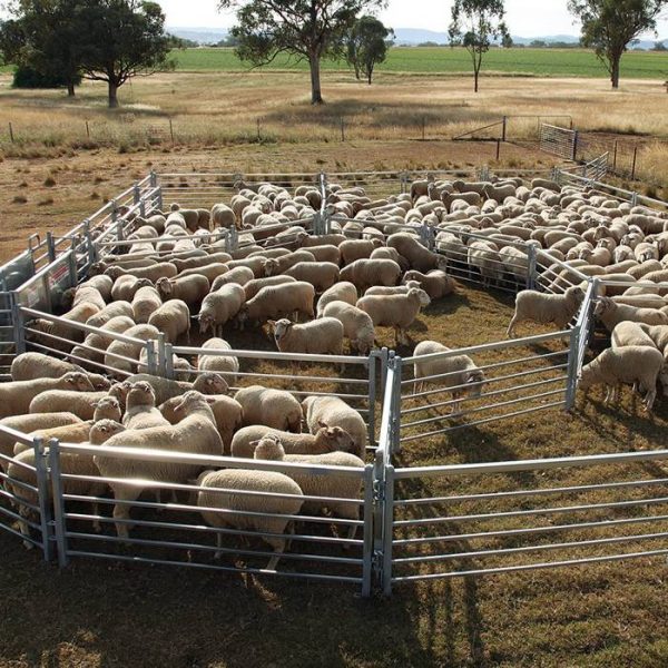 Many sheep are raised in sheep panel