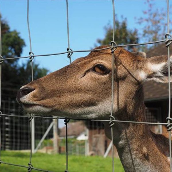 A line of fixed knot deer fence in the farm