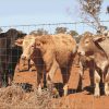 Several cattle are in the area enclosed by the hinge joint knot fences