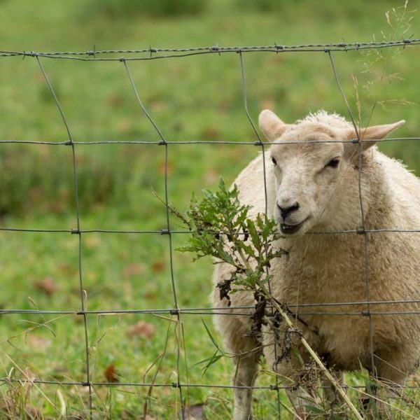 A sheep is in the area enclosed by the hinge joint knot fences