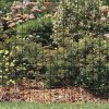 Welded wire mesh rolls are fastened to the post as garden boarder fence